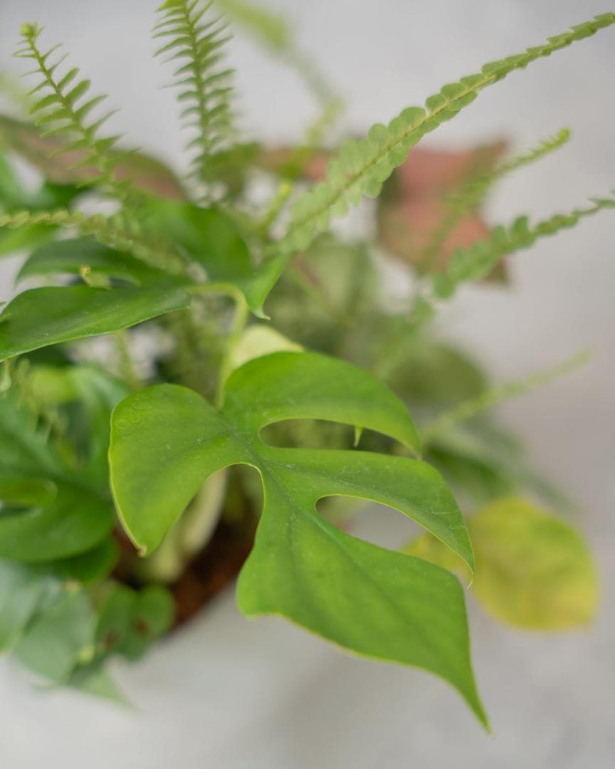 [鉢セット販売]水が好きな植物セット_Rain (1点限り)