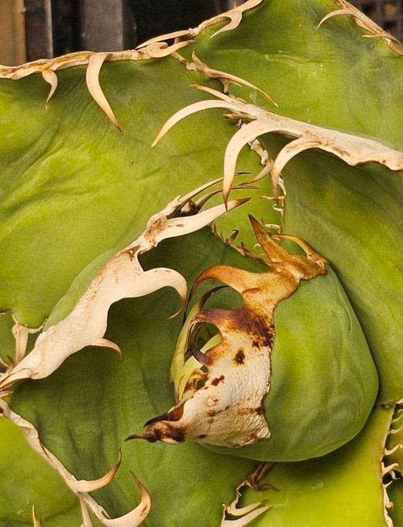 【選抜実生】 オテロイ　子株(とんでもないポテンシャルです)