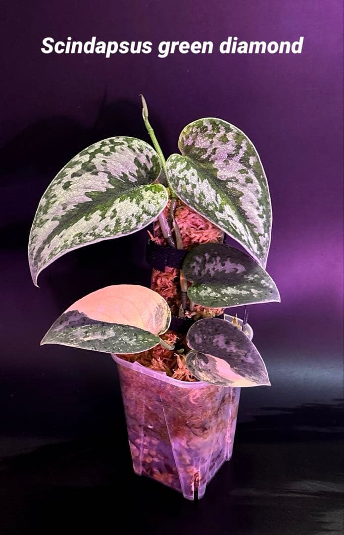 スキンダプサス グリーンダイヤモンド　1