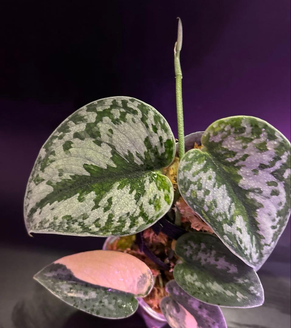 スキンダプサス グリーンダイヤモンド　1