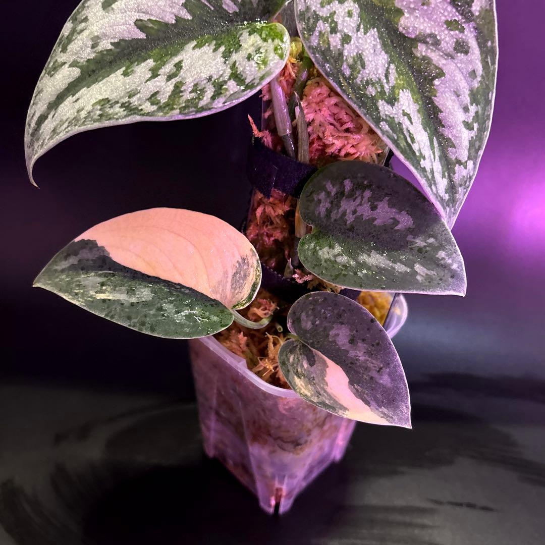 スキンダプサス グリーンダイヤモンド　1