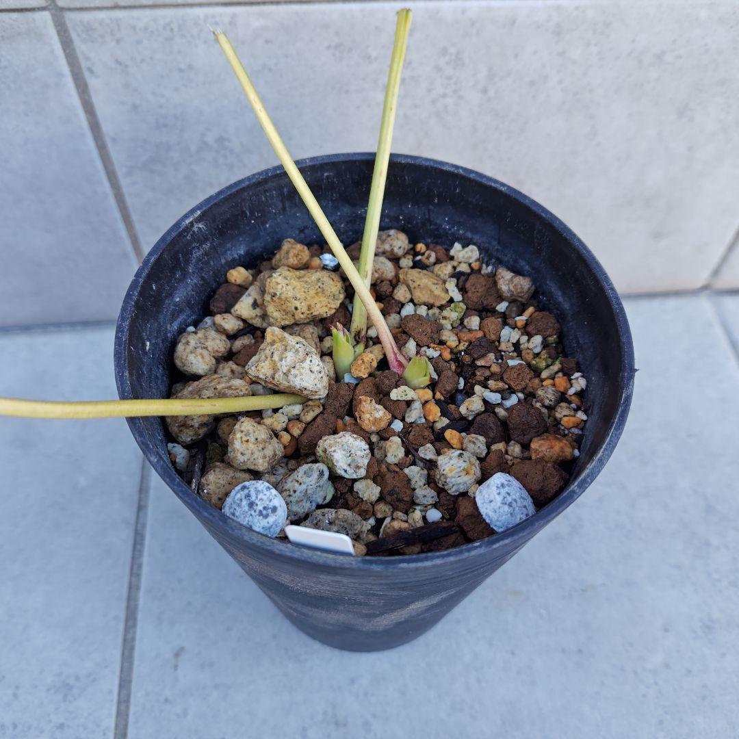 t*n様 クリスマスローズ 加藤農園 ddゴールドグラデーションミスト 株分け