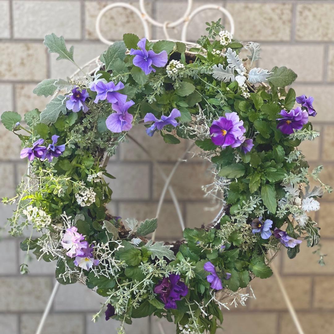 ⋆⸜ 青い魔法、春まで長く楽しめるリース寄せ植え ⸝⋆