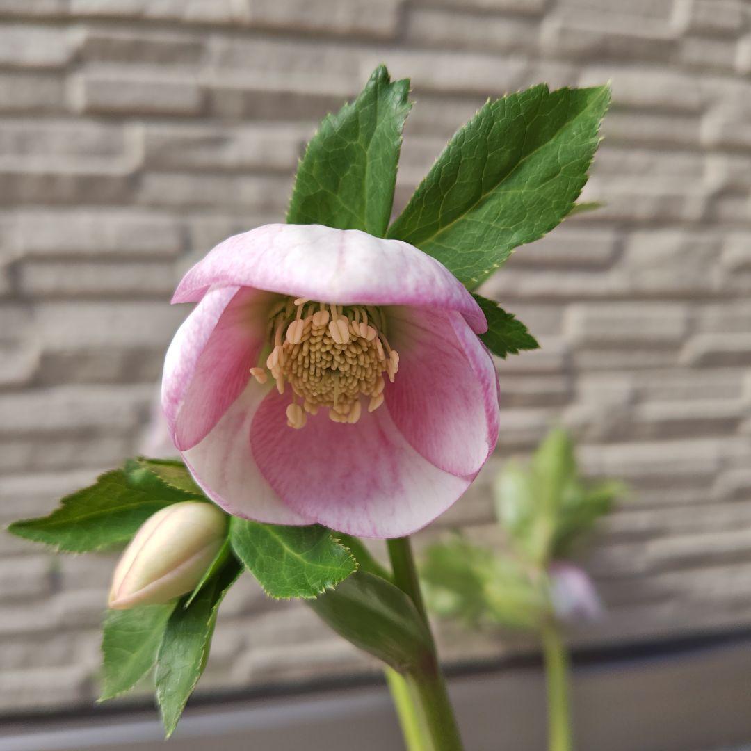 クリスマスローズ 大和園 パステリッシュストレイン②