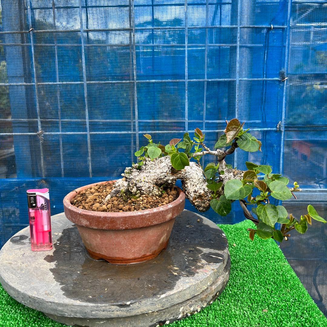 お買い得　小品　盆栽 ゆうな(懸崖)