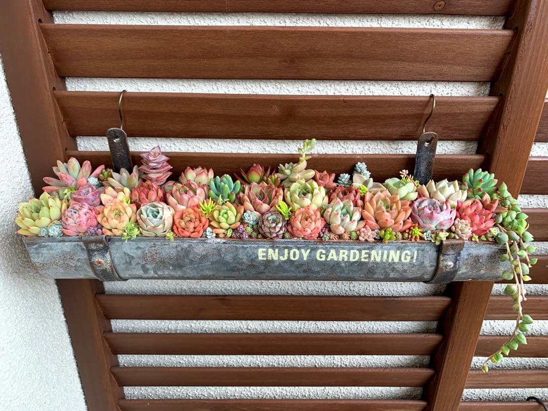 豪華❣️そのまま飾れる寄せ植え❣️オーダー品＊