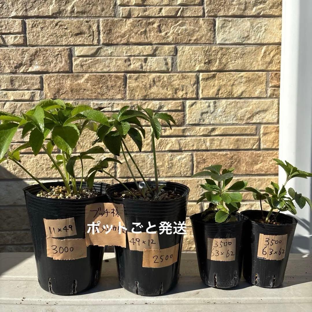 クリスマスローズ苗