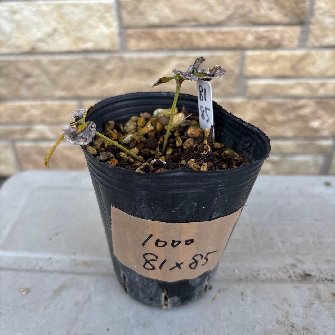 クリスマスローズ苗