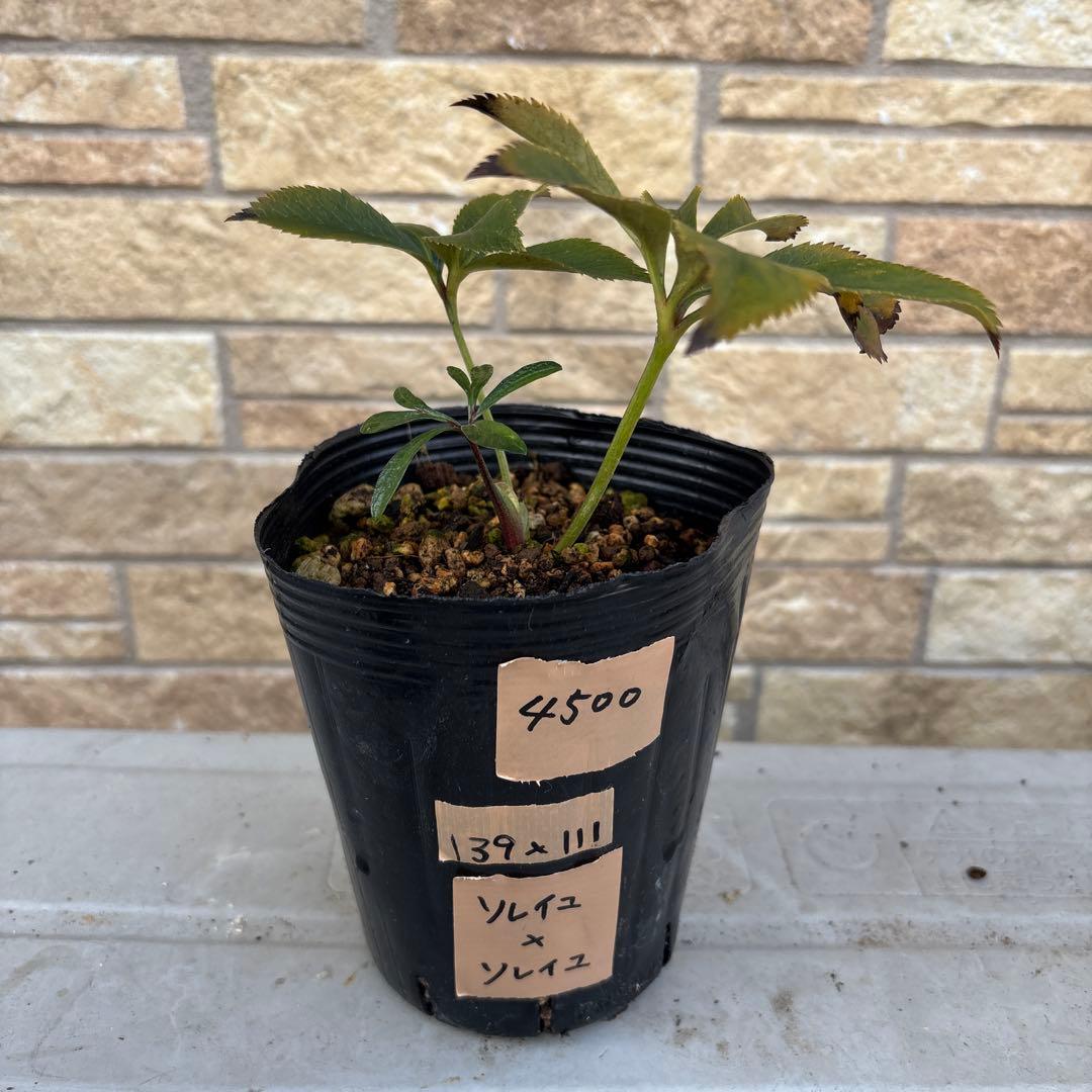 クリスマスローズ苗