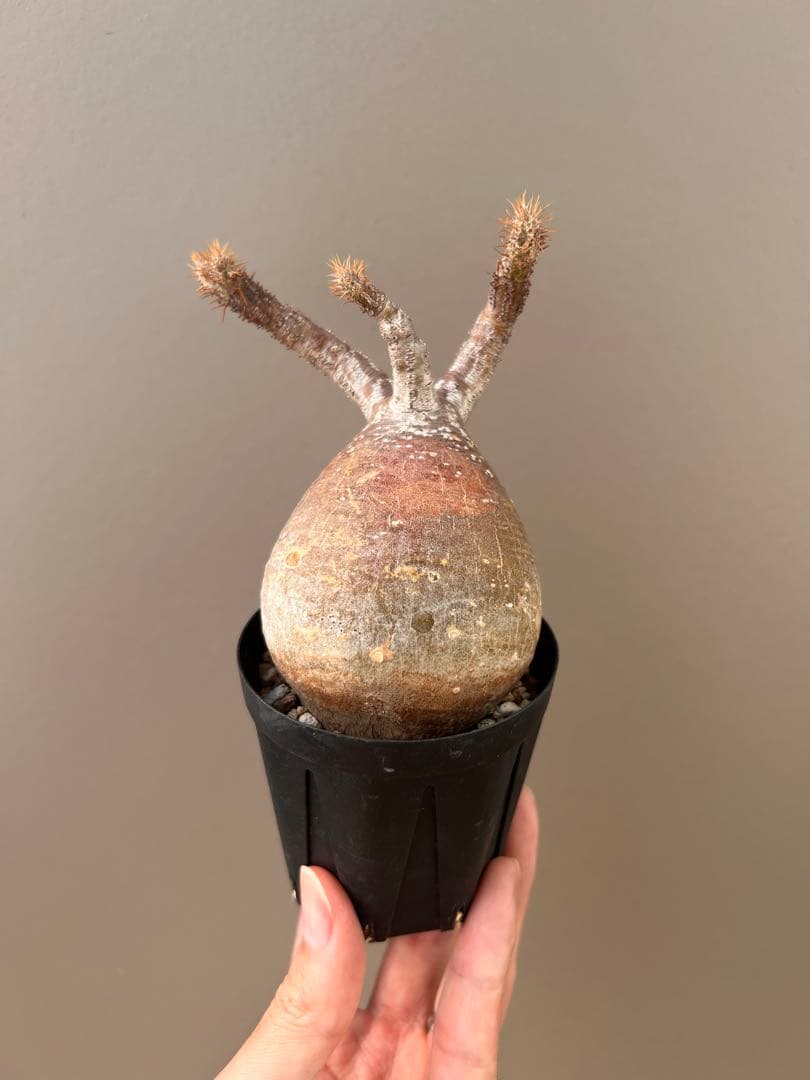 パキポディウム・グラキリス（現地球、発根済み、雫型）