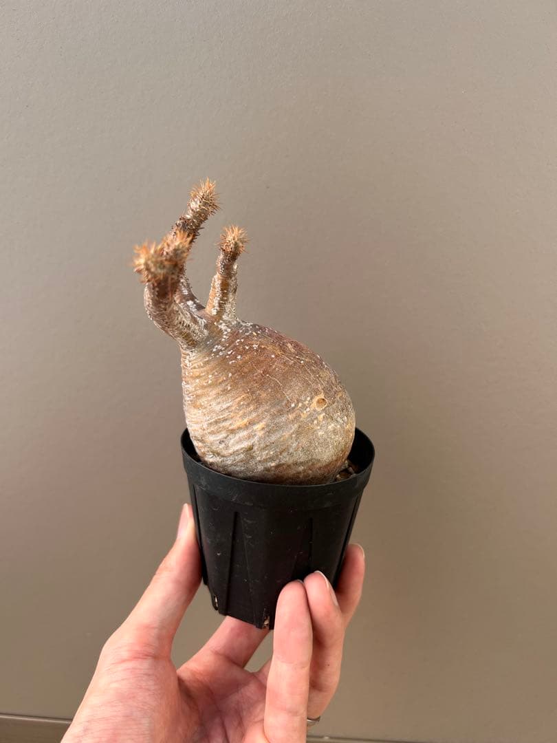 パキポディウム・グラキリス（現地球、発根済み、雫型）