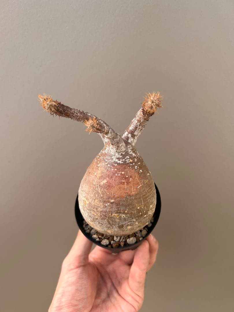 パキポディウム・グラキリス（現地球、発根済み、雫型）