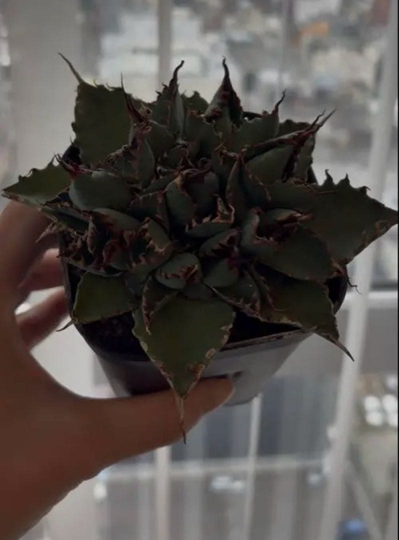 【A】エボリスピナ　✖️ BB 極上子株　アガベ