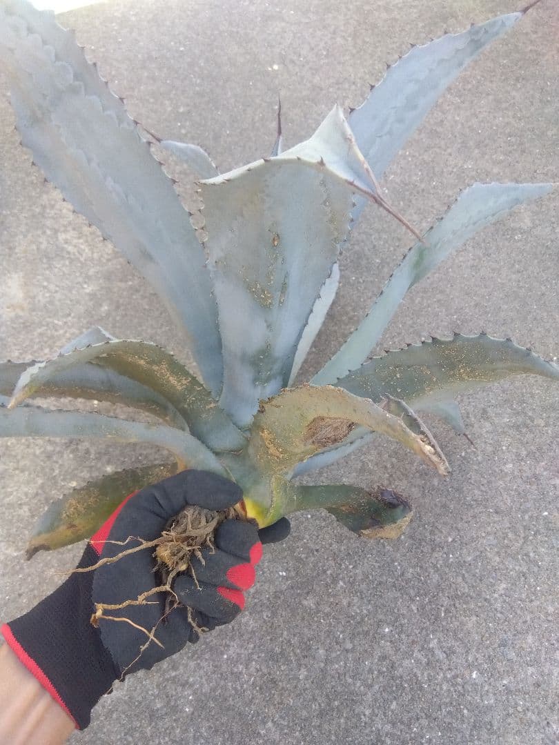 アガベ　フランゾシニー　大株カキコ60センチ❗　い