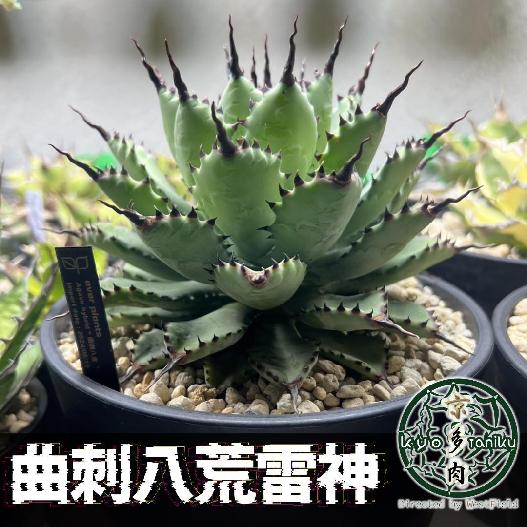 【良苗】アガベ 曲刺八雷（八荒殿×雷神 ）八荒雷神　匿名配送可能