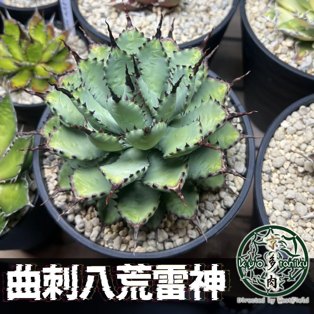 【良苗】アガベ 曲刺八雷（八荒殿×雷神 ）八荒雷神　匿名配送可能