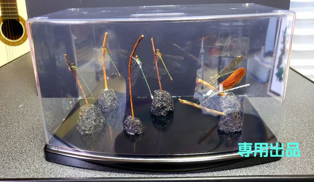 くなりみい出品 立体標本5点