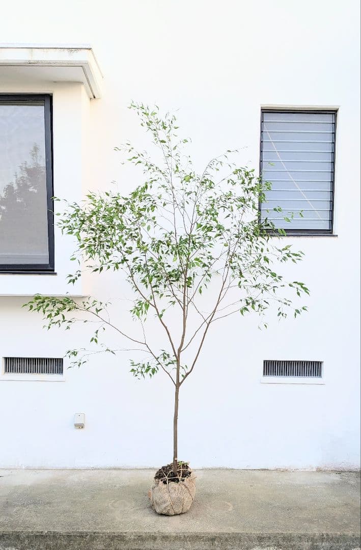 特大厳選。山採りハイノキ。