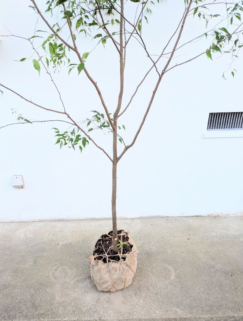 特大厳選。山採りハイノキ。