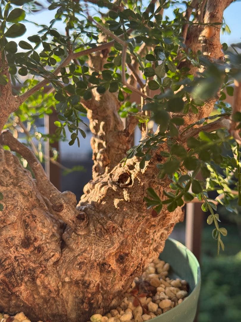 パカプ　オペルクリカリア パキプス