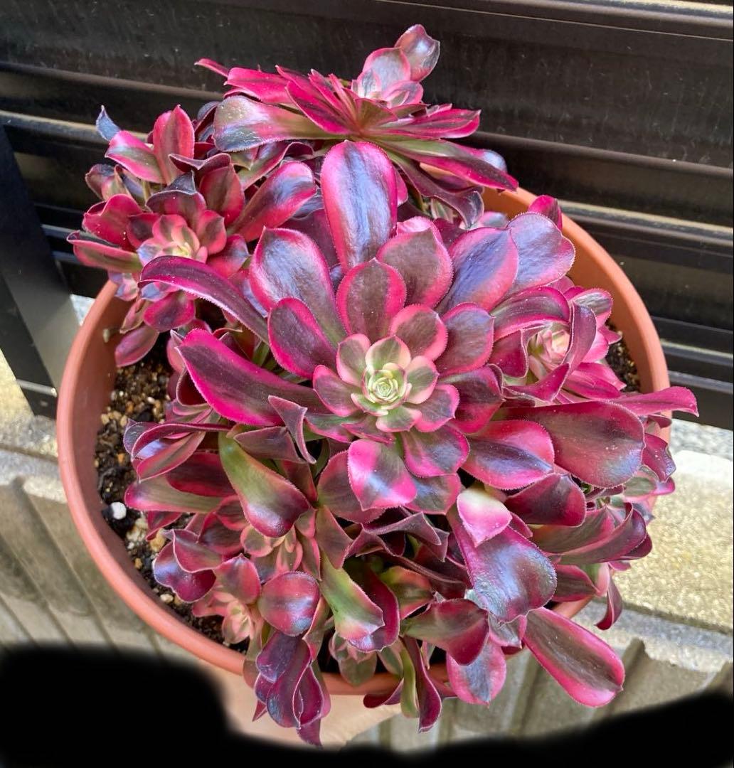 多肉植物　メデューサ　鉢ごと