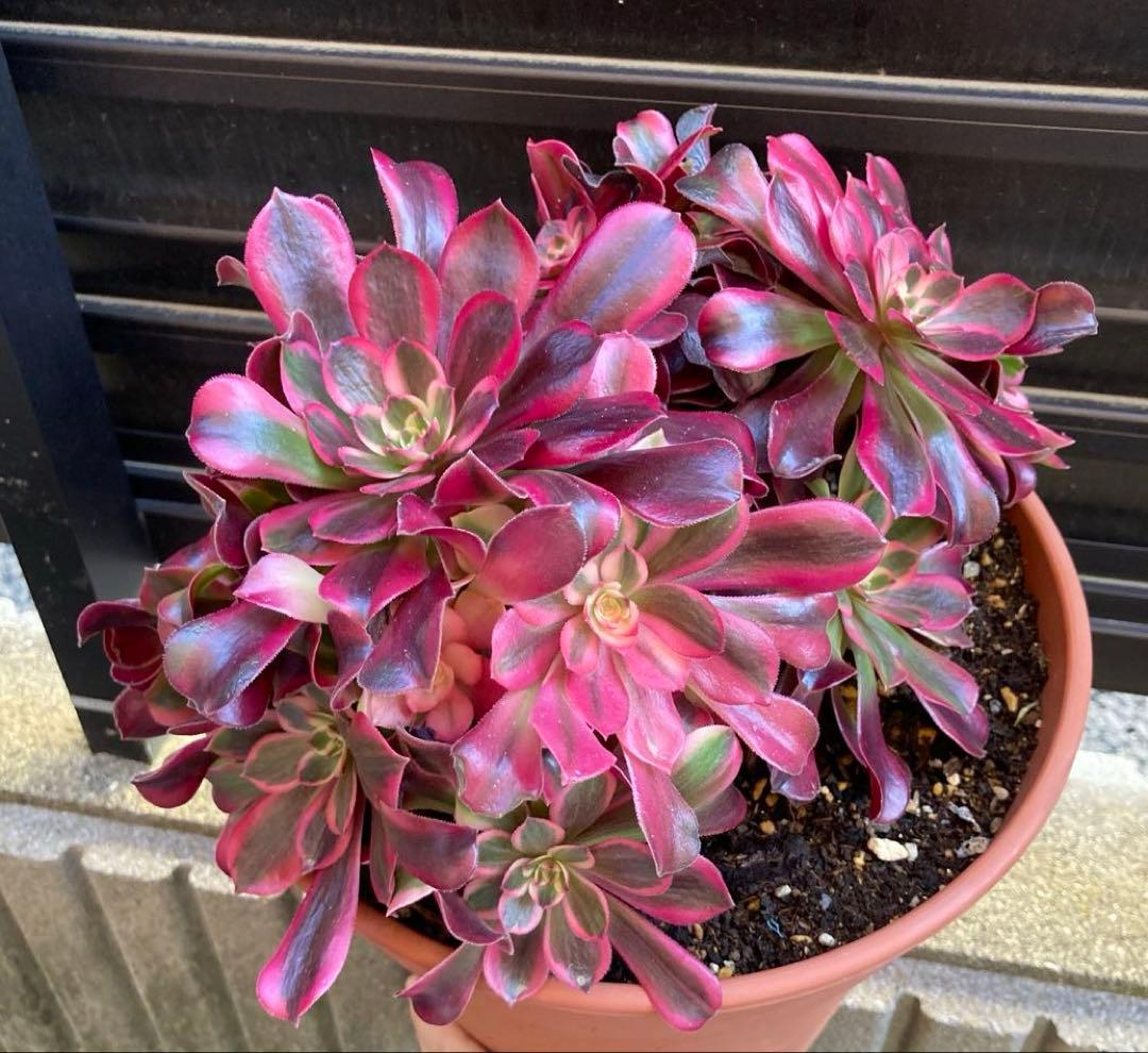 多肉植物　メデューサ　鉢ごと