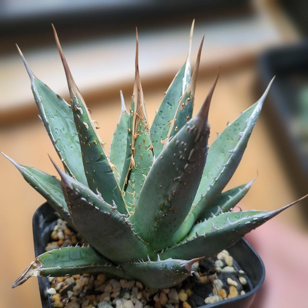 パープソラム　ブツブツ　スタッズ系　1/31撮影