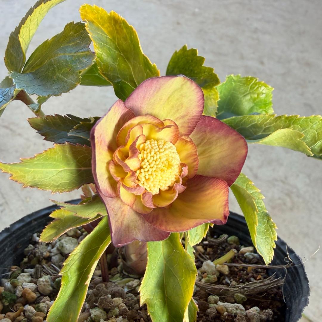 046 クリスマスローズ　開花株