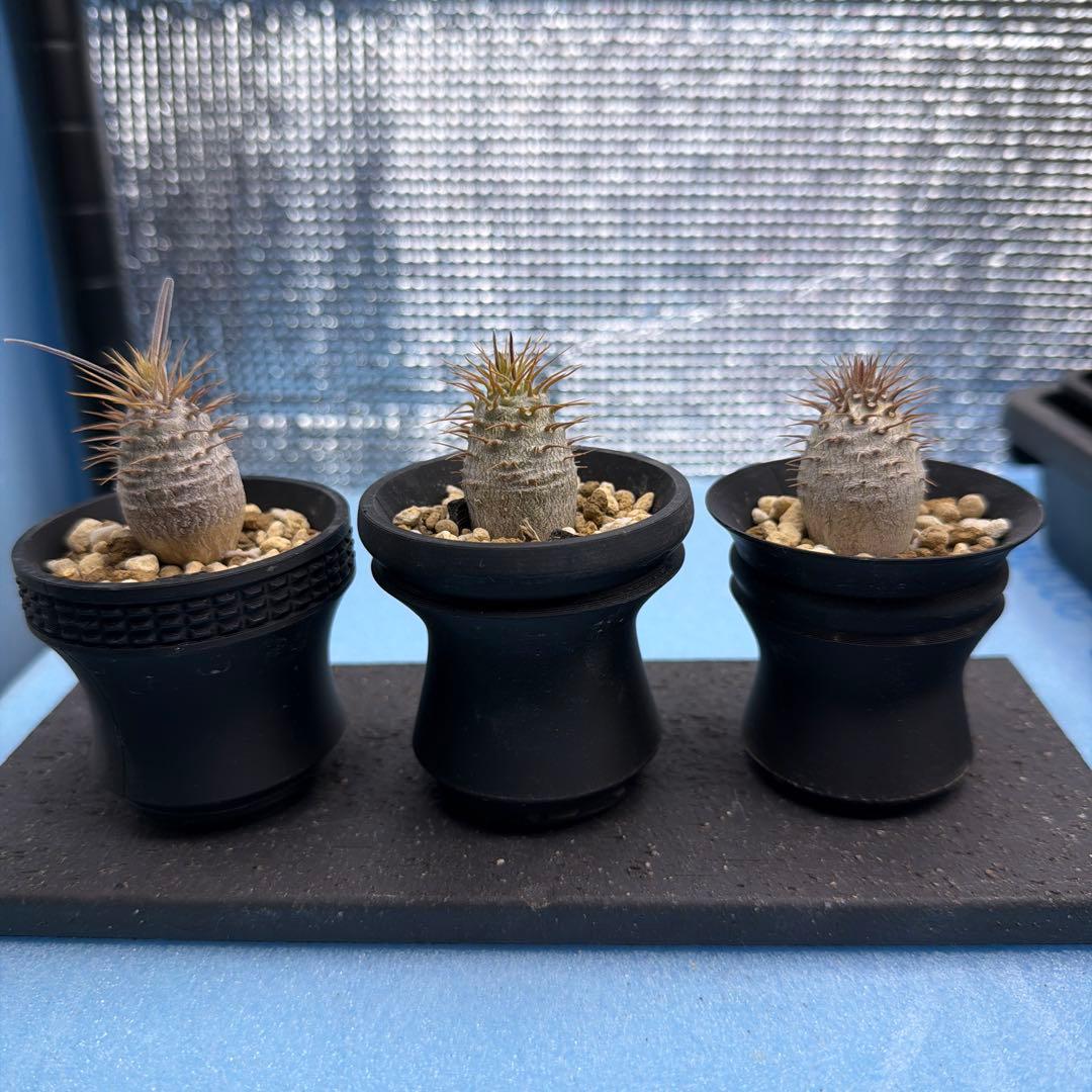 パキポディウムグラキリス　実生　　良型　3つセット