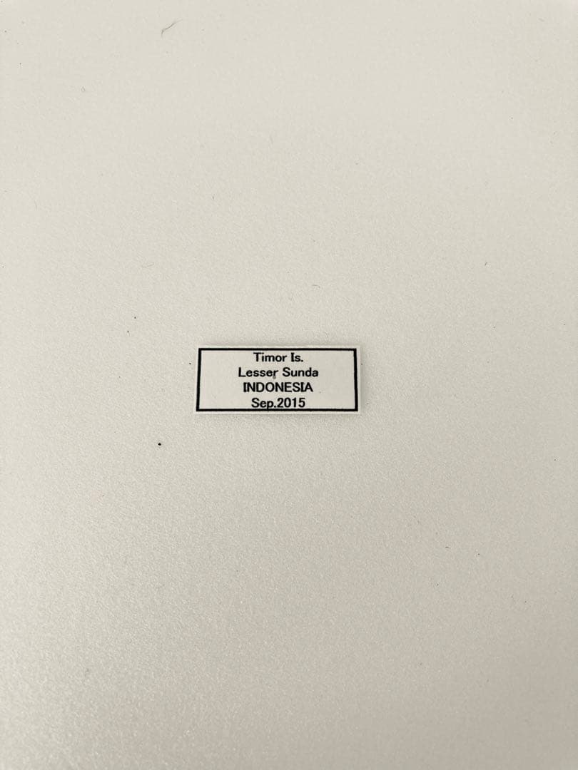 チモールキシタアゲハ（1ペア・チモール）