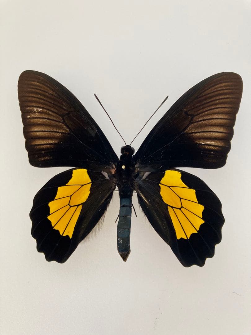 チモールキシタアゲハ（1ペア・チモール）