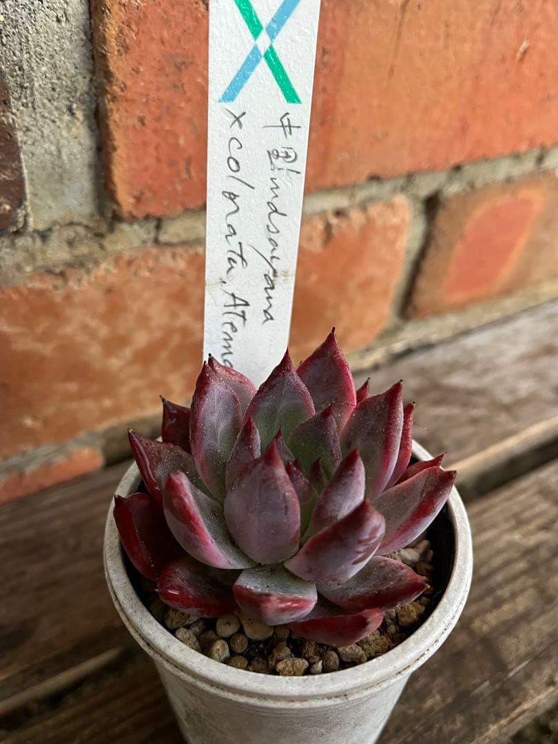 ば*肉様 エケベリア セット ① 札付き　サボテン相談室