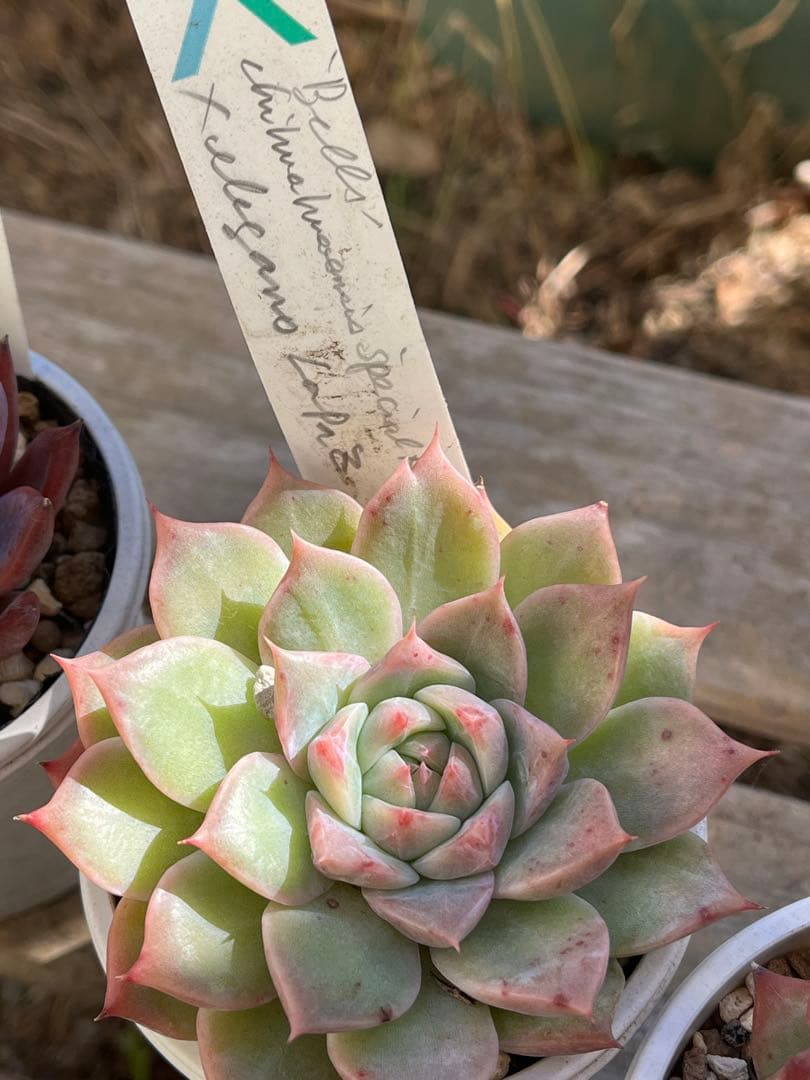 ば*肉様 エケベリア セット ① 札付き　サボテン相談室