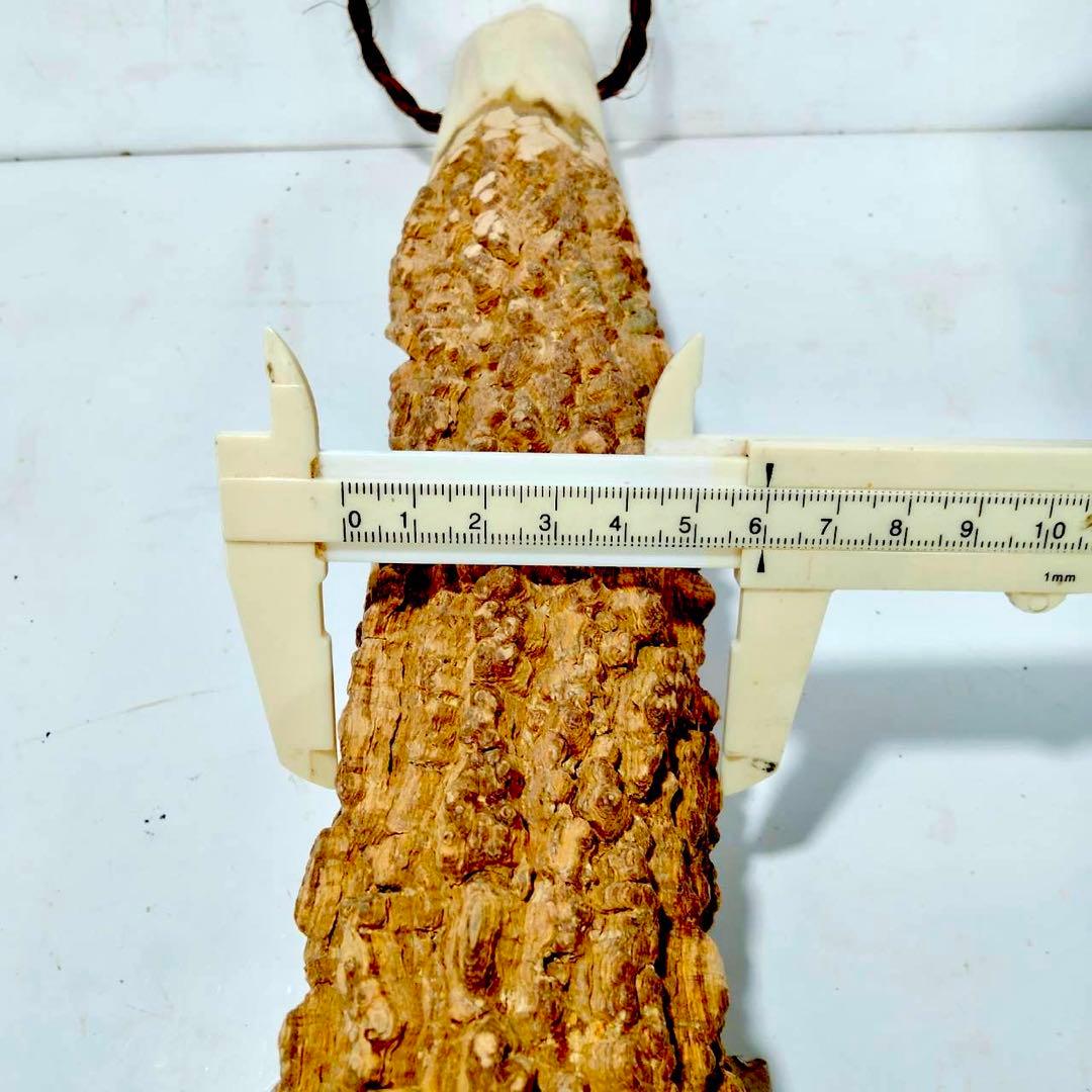 59♦️極上品 特大♦️超極太6.3cm 天然本山椒すりこぎ棒　プロ用　国産山椒の木