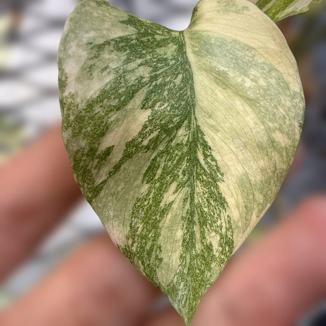 美株 モンステラ レガシー