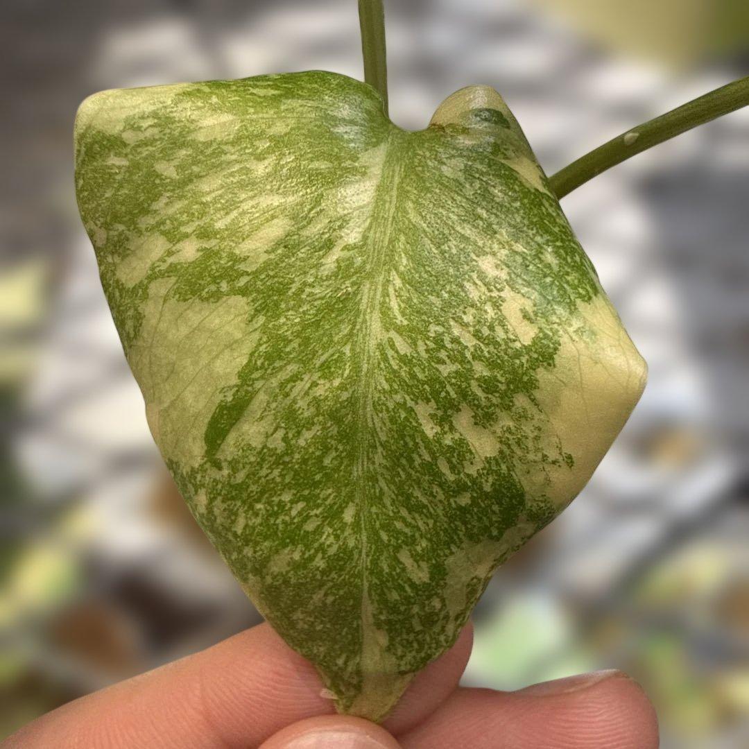 美株 モンステラ レガシー