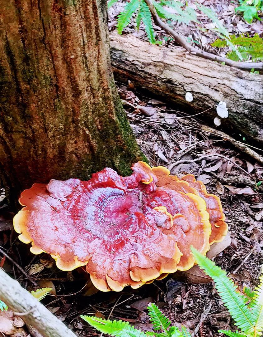 天然マンネンタケ　霊芝　巨大