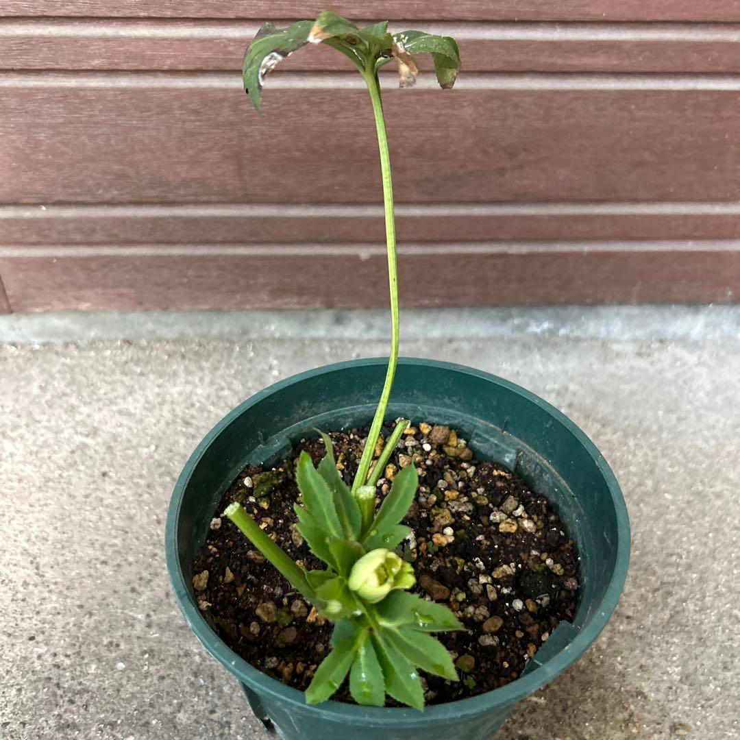 【希少】クリスマスローズ苗　実生1苗