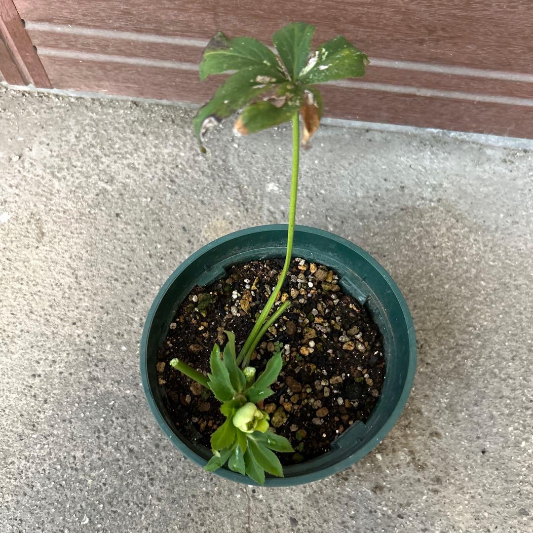 【希少】クリスマスローズ苗　実生1苗