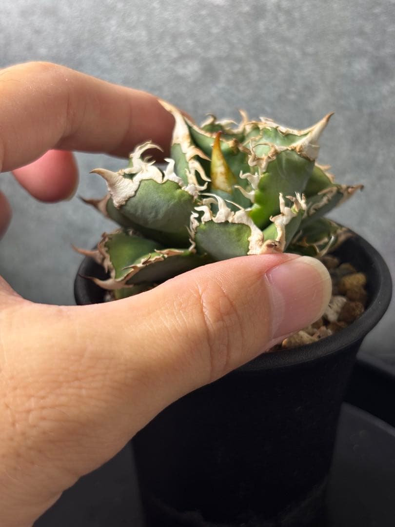 アガベ　大白鯊　ホホジロザメ　ホオジロザメ　発根済子株