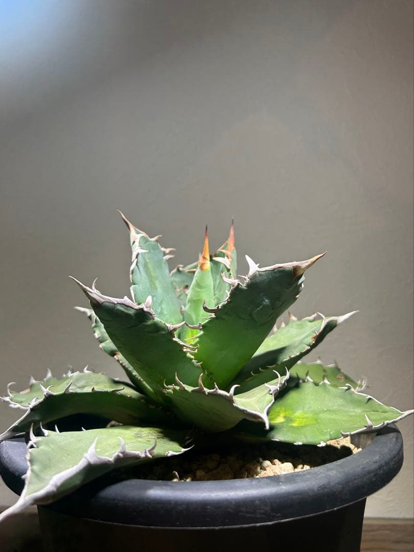 現品　特大　狂刺夕映　アガベ　チタノタ　台湾株　仔株多数　鉢のまま発送　屋外管理