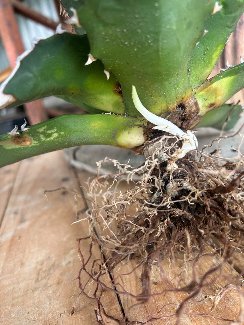 現品　特大　狂刺夕映　アガベ　チタノタ　台湾株　仔株多数　鉢のまま発送　屋外管理