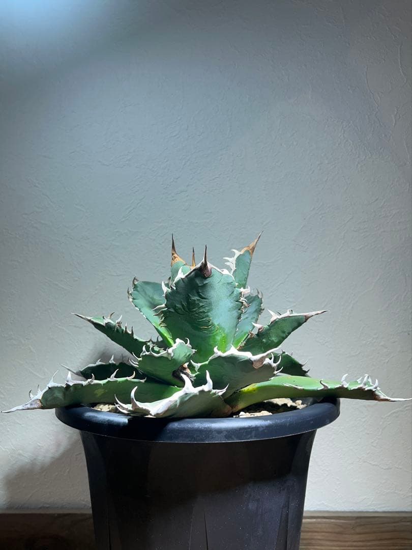 現品　特大　狂刺夕映　アガベ　チタノタ　台湾株　仔株多数　鉢のまま発送　屋外管理