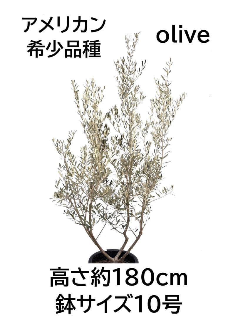 オリーブの木　アメリカン　10号　約180cm　K-335　希少品種　現品掲載