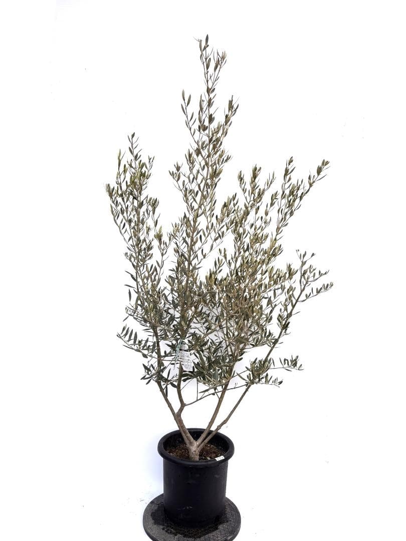 オリーブの木　アメリカン　10号　約180cm　K-335　希少品種　現品掲載