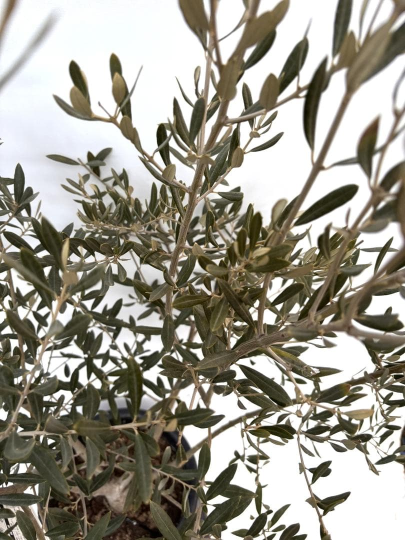 オリーブの木　アメリカン　10号　約180cm　K-335　希少品種　現品掲載