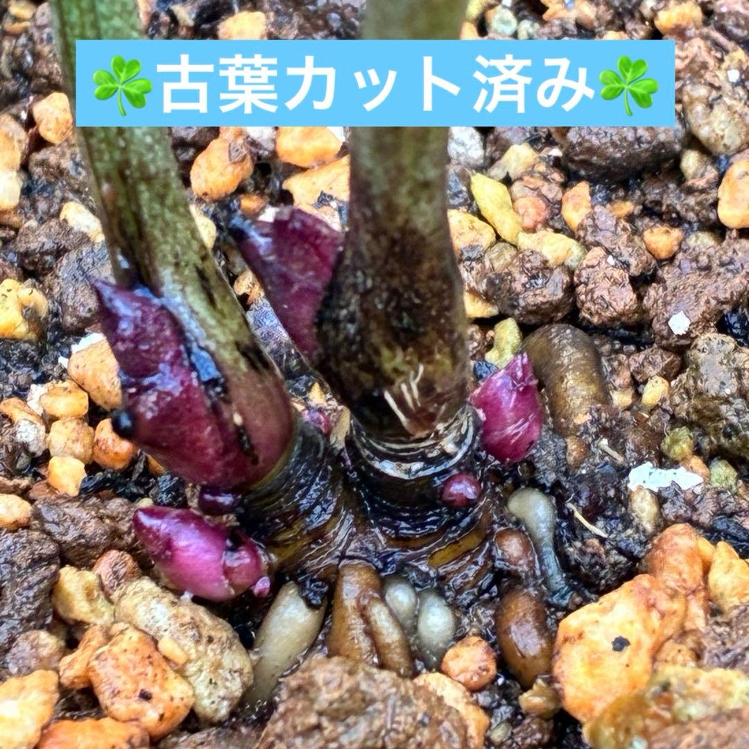 オ*ン様 ❤️根充実❤️沢山新芽❤️715❤️極上発色⭐️極上カップ⭐️【オドル