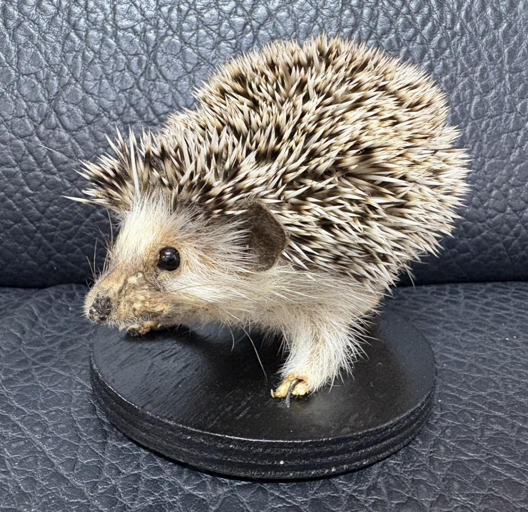 れ*う様 ヨツユビハリネズミ (Four-toed hedgehog) 剥製　1