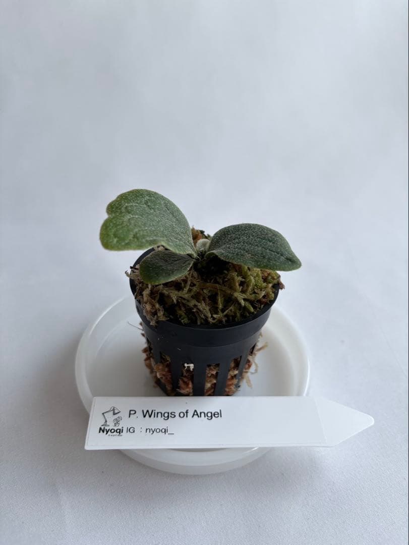 ASAP. Wings of Angel 「天使の翼」 (TC) 【18】