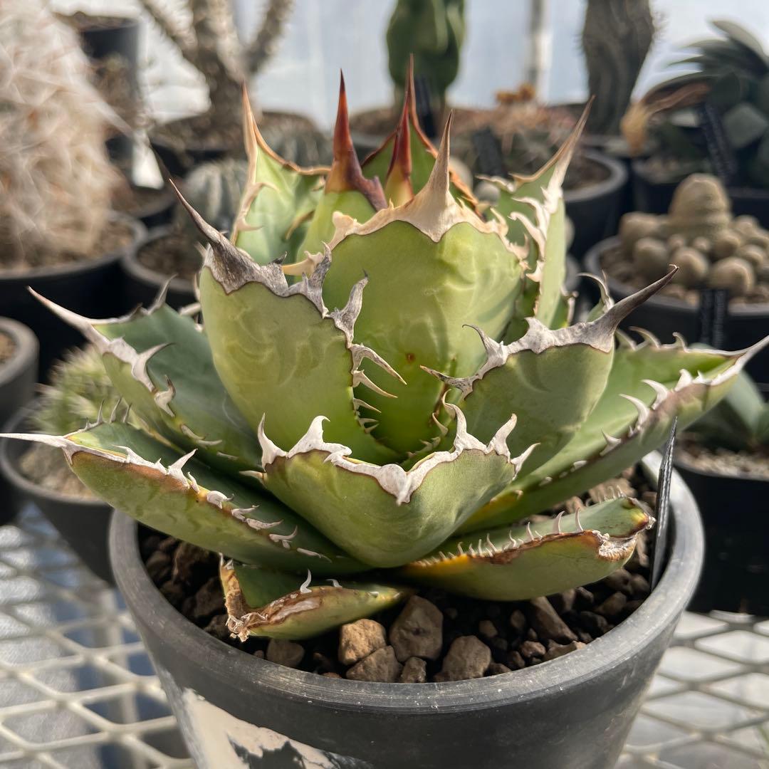 アガベ チタノタ ホワイトライノ 白犀牛 シロサイ 5号ブラックポットマーブル